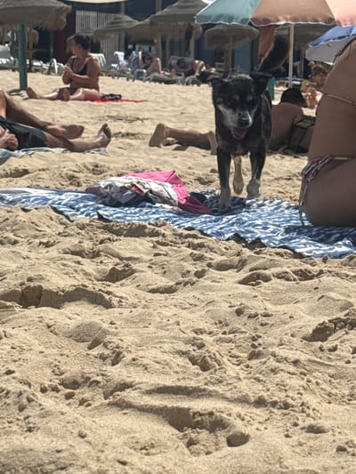A dog stands on a beach in Costa da Caparica, Portugal, facing the camera with its tongue out. The dog is dark-colored with graying fur around its muzzle and ears. Behind the dog, several beach umbrellas provide shade for people lounging on the sand. In the foreground, a blue and white striped towel is spread on the sand, with a pile of clothes on top. The beach is sandy, with rippled textures indicating the tide. Further back, people in swimwear are visible sitting and lying on beach chairs, some under the umbrellas. The overall scene depicts a sunny day at a crowded beach.