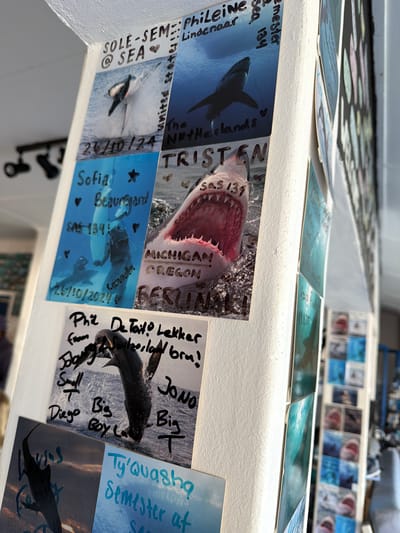 The image displays a collection of personalized photo cards, likely mementos, affixed to a textured white ledge or wall, possibly within a boat or building. These cards predominantly feature underwater scenes and marine life, including great white sharks with mouths open, a shark swimming from above, a whale breaching, and a manta ray. Some cards also show divers. The setting appears to be an interior display area, with more cards visible in the background, out of focus.
The activity depicted is the display of these individual cards, each personalized with handwritten messages, names, dates, and sometimes locations, suggesting they are souvenirs or testimonials from marine encounters, perhaps related to shark cage diving or whale watching, an activity often found in the Overstrand Local Municipality, South Africa.
Notable details include the variety of marine imagery and the handwritten text on many cards. Visible text includes names like "Phileine Lindenaar," "Sofia Beauregard," "TRISTEN," and "JONO." Locations such as "The Netherlands," "united states," "Michigan," "Oregon," "Switzerland," and "BERLIN" are mentioned, indicating an international presence or origin of the participants. Dates like "12/10/24" and "26/10/2020" are also present. Phrases like "@SEA," "semester 134," and "SAS 139" (possibly referring to a specific program or trip number) are visible. Some messages, like "Phiz De Tait! Lekker From Switzerland zeslaw bru!" and "Small Big Diego Boy La," appear to be personal notes. The overall impression is one of shared experiences and memorable adventures in a marine environment.