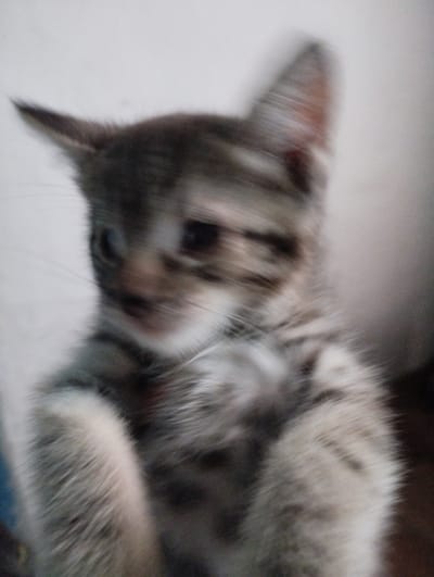 The image is a blurry, close-up photograph of a kitten. The kitten has tabby markings with gray and black stripes on its fur. Its eyes are dark and appear large. The kitten's ears are pointed, and its whiskers are visible. The background is out of focus, appearing as a plain, light-colored wall. The image quality is poor due to motion blur. There is no discernible information about the location within the city of Ertis, Kazakhstan, or any other details beyond the kitten itself.