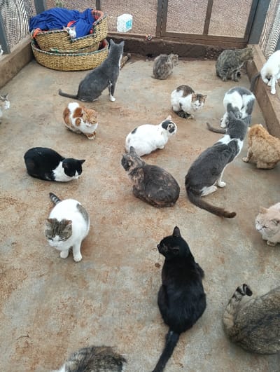 The image depicts approximately 19 domestic cats within an outdoor enclosure in Limuru East ward, Kenya. The enclosure features a concrete floor and a low concrete wall, with a metal grate or fencing visible in the background. Two stacked, round, woven baskets containing blue fabric bedding are positioned against the rear wall; a small white cat is partially visible within the upper basket. A light blue plastic container and a small, multicolored spherical object are located near the wall. The cats display diverse coat patterns and colors, including solid black, solid grey, black and white, various tabby patterns, tortoiseshell, and ginger. Most cats are observed sitting or lying on the concrete surface, oriented in multiple directions. One grey cat is standing, facing away from the camera, near the baskets. No human subjects are present in the scene.