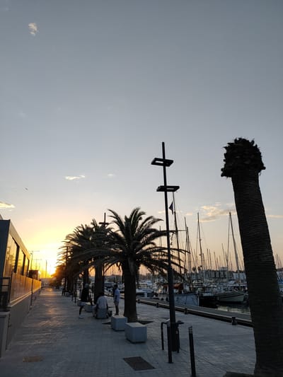 The image captures a sunset scene in Canet-en-Roussillon, France, specifically at the marina. A paved walkway lined with palm trees runs along the left side, featuring a modern building with reflective windows on its left. Several people are seen strolling and sitting on concrete blocks along the walkway. Beyond the walkway, a marina is filled with numerous sailboats and yachts, their masts creating a striking silhouette against the twilight sky. A tall, distinct palm tree stands prominently in the foreground on the right, its rough texture evident. The sky displays a gradient of soft blues and oranges, indicative of the setting sun, with a few wispy clouds. Two birds are visible flying in the upper left quadrant of the sky.
