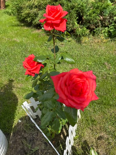 In the city of Zemledyelets-90 SPK, Russia, a close-up shot features a rose bush with three vibrant red roses in full bloom. The largest rose is in the foreground, slightly out of focus, showcasing its intricate petal structure. Two smaller roses are positioned above it, with the uppermost being the sharpest. The bush is surrounded by lush green grass and a backdrop of dense green foliage, likely a hedge or bush. A small, white decorative fence encloses the base of the rose bush, partially obscured by the plant's leaves and stem. The lighting suggests a sunny day, with soft shadows cast on the grass.