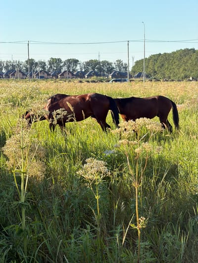 Two brown horses are grazing in a field of tall green grass and wildflowers. The horses are the primary subjects, positioned in the middle ground of the image. The horse on the left is bent over, eating grass, while the horse on the right is also grazing. In the background, there is a line of houses with peaked roofs, some trees, and utility poles. A light blue sky occupies the upper portion of the image. The scene appears to be a rural or semi-rural area.