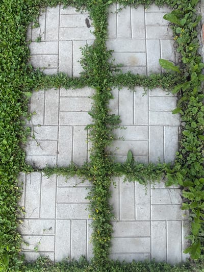 A high-angle, full shot captures a paved pathway in Baryshevo, Russia, with weeds growing between the concrete pavers. The path is laid out in a rectangular grid of interlocking rectangular pavers, with a central cross-shaped area formed by the spaces between the pavers. These spaces are densely overgrown with green grass and various weeds, some of which have small yellow flowers. The surrounding edges of the path are also bordered by a thick growth of grass and weeds. The overall scene suggests an outdoor environment, possibly a garden or walkway that has been overtaken by nature.