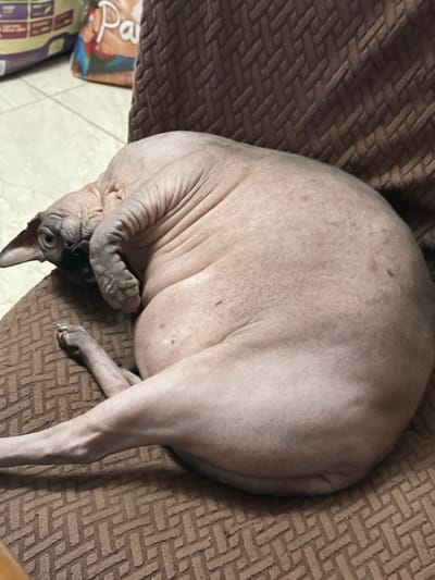 A hairless cat, likely a Sphynx breed, is curled up and sleeping on a brown woven textured surface. The cat's skin is pinkish-grey with some darker speckling. Its body is rounded and appears plump. One of its paws is tucked under its head, and its tail extends away from its body. The cat's face is visible, with large ears and prominent wrinkles on its head.

The background shows a glimpse of a tiled floor and a corner of what appears to be a bag with colorful branding. The bag has text that is partially visible, including the letters "Pa" and other graphic elements. The overall lighting suggests it is daytime. The scene is indoors, likely a home setting in Karmiel, Israel. The cat appears relaxed and comfortable, indicating a peaceful moment.