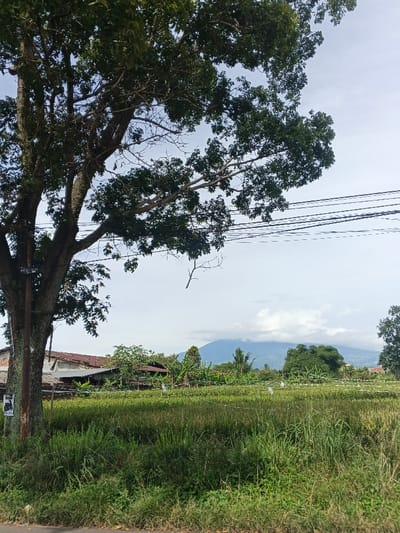 A verdant field, possibly a rice paddy, stretches beneath a partially clouded sky and features a distant, misty mountain. Overhead, a large tree dominates the view, its branches extending across the scene, partially obscuring power lines. Patches of taller vegetation add texture to the foreground, and a few houses are visible behind the field, nestled amongst other trees and vegetation. The scene is bathed in soft daylight, evoking a sense of rural tranquility.