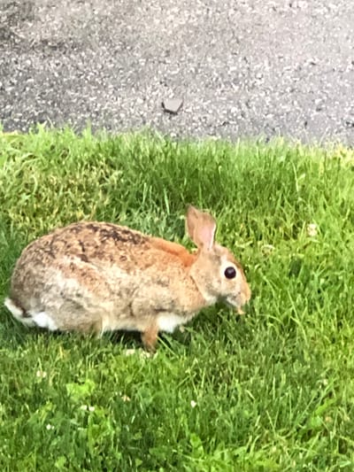 A wild rabbit is shown in a close-up, high-angle shot, positioned on a grassy area next to a paved surface. The rabbit is facing to the left and appears to be looking slightly upwards. Its fur is a mix of brown and gray, with a white patch on its chest. The rabbit's ears are erect, and one ear is slightly bent. Its eye is dark and round, and its mouth is slightly open, with a bit of greenery visible near its mouth, suggesting it might be eating.

The scene is outdoors, with vibrant green grass occupying the majority of the frame. The paved surface on the left side of the image is textured with small stones and appears to be asphalt. The lighting suggests it is daytime, with no strong shadows indicating a specific time of day. The overall mood is neutral, capturing a moment in nature. No text is visible in the image. The location context is Barrie, Canada, but no specific landmarks or cues within the image confirm this.