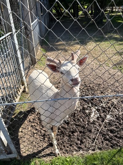 The image shows a white deer with small antlers behind a chain-link fence. The deer is looking towards the camera with its mouth slightly open. The ground inside the enclosure is muddy and uneven, with some dry grass and twigs visible. In the background, there are trees and some sort of structure, possibly part of the enclosure or a building. The overall environment appears to be an outdoor enclosure in a rural setting. The image was taken in Буйніцкі сельскі Савет, Belarus.