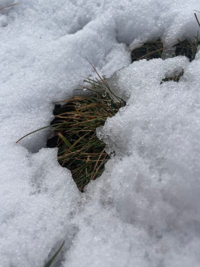 The image captures a close-up, ground-level view of melting snow revealing patches of grass in Juta, Georgia. Irregular formations of white, granular snow dominate the scene, indicating a state of thaw. A central cavity, approximately heart-shaped, exposes a cluster of grass blades. These blades exhibit varied shades of green and desiccated brown. Several clear, spherical water droplets are visible clinging to the tips and lengths of individual grass blades within the exposed area, particularly on the left side. No individuals or other subjects are present. The environment suggests cold weather conditions with ongoing snowmelt.