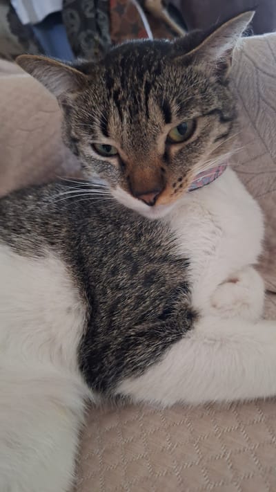 A tabby and white cat is lying down on a textured beige surface, possibly a couch or blanket. The cat is curled up, with its head turned to the side, looking towards the camera. Its eyes are a vibrant green, and its fur is a mix of brown, black, and white. The cat is wearing a pink and blue patterned collar. The background is out of focus, but appears to be a domestic setting. The lighting is soft, suggesting it may be daytime indoors. There is no visible text in the image.