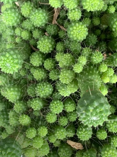 This is a close-up, overhead shot of a cluster of small, green, spiky cacti. The cacti are densely packed together, with some appearing to be newer growth and others more mature. They have a bumpy texture with numerous short, sharp spines. The lighting suggests an outdoor environment, and the background is mostly out of focus, showing more of the same cacti and some dry plant debris. The image does not contain any elements that would suggest a specific location in Mae Chan District, Thailand, or any actions or interactions of people.