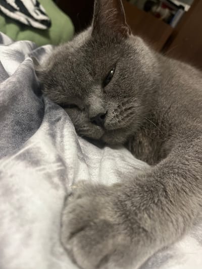 A close-up, low-angle shot shows a sleeping grey cat nestled in a pile of fabric. The cat, with its fur appearing soft and slightly ruffled, is curled up, with its head resting on the fabric. One of its paws is visible, tucked close to its body. The cat's eyes are closed, indicating it is deeply asleep, and its expression is peaceful. The surrounding fabric has a patterned texture, with lighter and darker grey tones that create a subtle, wavy design. In the background, out of focus, a blurred hint of a wooden surface and what appears to be some sort of shelf with items can be seen. The lighting is dim, suggesting the photo was taken indoors, possibly in the evening or a dimly lit room. There are no visible signs of text in the image.