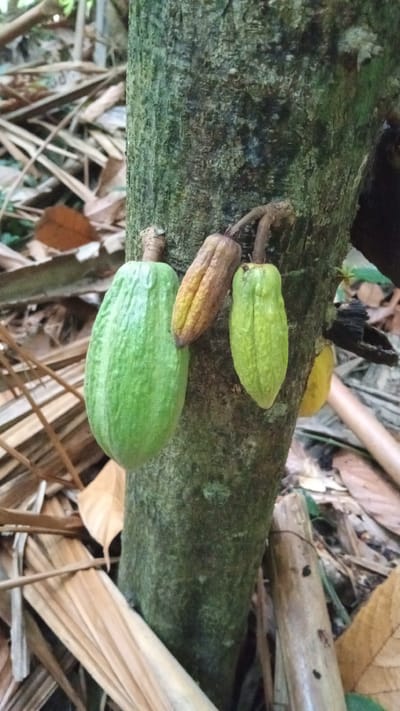 A close-up, eye-level, outdoor shot shows several cacao pods growing directly from the trunk of a tree in Uteunreutoh, Indonesia. The largest pod is bright green and elongated, with visible vertical ridges. To its left, a smaller, yellowish-brown pod is slightly shriveled. To the right of the green pod, a smaller, light green pod is also visible, along with a hint of a yellow pod further back. The tree trunk is rough and textured, with patches of green moss. The background is blurred, with dry brown leaves and other organic debris scattered on the ground, suggesting a natural, possibly forest or garden setting. The lighting is natural and diffused.