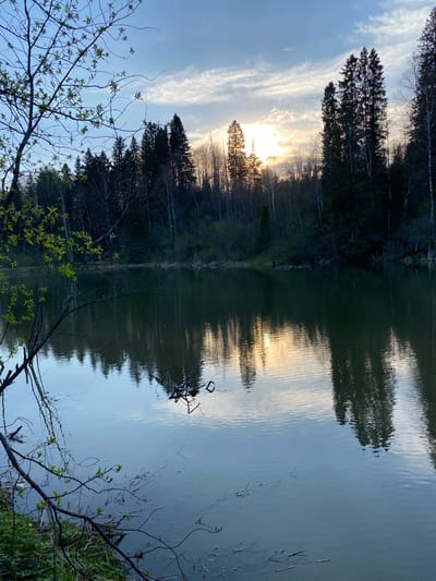 The image shows a calm lake reflecting a forest and sky. The sun is setting behind the trees, casting a bright light and creating reflections on the water. The sky is partly cloudy. In the foreground are branches with new leaves. This location is in Баклуши, Russia.