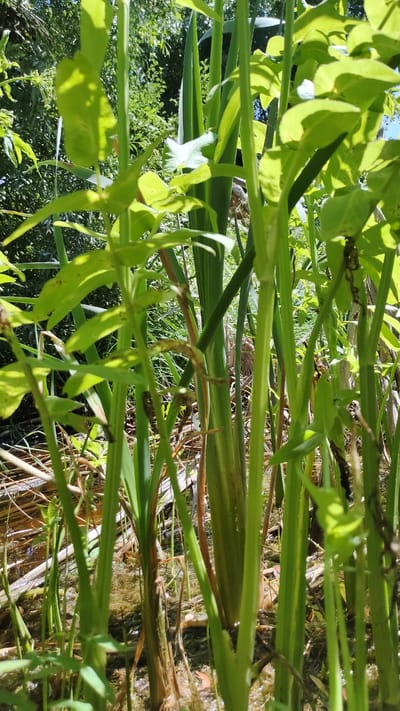 The image shows a close-up, vertically oriented view of green foliage and stems, with a shallow body of water in the background. Sunlight filters through the leaves, creating dappled light and shadows. A single small white flower is visible on the left side of the frame. The overall impression is of a natural, outdoor setting, likely a garden or wetland area. The image is devoid of people, text, or any specific indication of time of day or weather conditions, other than the presence of sunlight. The scene appears tranquil and focused on the details of the plant life. The background suggests a somewhat overgrown area with other vegetation and hints of dried plant matter. The body of water in the background has a slightly murky appearance with reflections of the surrounding greenery.