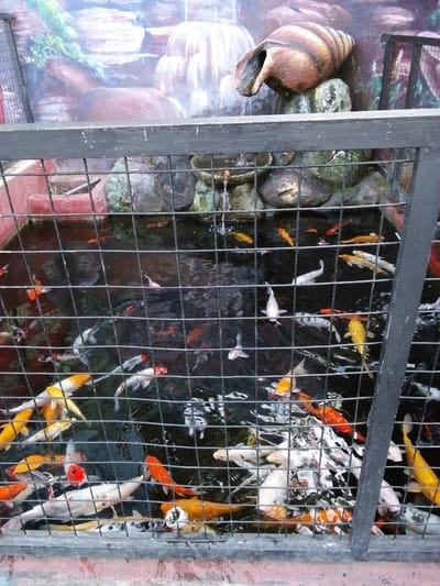 The image shows a koi pond with numerous koi fish visible swimming in the dark water. A black metal fence encloses the pond, obscuring some of the fish. In the background, a mural depicts a waterfall and rock formations, with a large, decorative snail shell positioned on top of some rocks. The pond appears to be an outdoor feature, possibly part of a garden or recreational area in Kebonsari, Indonesia.