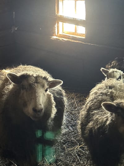 The image shows two sheep in a dimly lit space, likely a barn, with straw on the ground. The scene is illuminated by light coming through a small, framed window in the upper left. The location, Кипчак, Russia, cannot be confirmed from visual evidence alone. The perspective is looking up at the sheep, with one sheep closer and more in focus than the other.