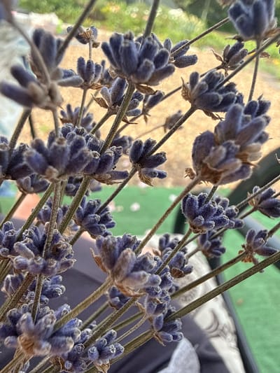 This is a close-up, slightly out-of-focus photograph of dried lavender sprigs. The lavender flowers are a muted purple and appear fuzzy. The stems are thin and green. In the background, a blurry green surface and a tan, textured surface are visible, suggesting an outdoor setting. The scene is devoid of any recognizable landmarks or elements that would indicate a specific location within the city of Павловка, Russia. There are no people or discernible actions taking place. The overall impression is one of a still life arrangement of dried botanicals.