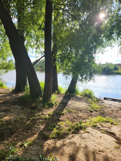The image depicts a serene waterside scene in Vniissok, Russia, likely during a sunny day. The foreground is dominated by the textured bark of several trees, their branches heavy with lush green leaves, arching over a sandy bank. Sunlight filters through the foliage, creating dappled shadows on the ground and highlighting the vibrant green of the grass and small plants growing between the loose soil and debris.
Beyond the trees, a tranquil body of water stretches out, its surface shimmering with the reflection of the bright sun and the blue sky. The water appears calm, with gentle ripples indicating a light breeze. In the distance, the opposite bank is lined with more trees and greenery, suggesting a natural, undeveloped landscape. A wooden structure, possibly a small pier or a bench, is visible along the water's edge to the right of the frame.
The overall mood is peaceful and idyllic, evoking a sense of a quiet summer day spent by the water. The composition, with the trees framing the view of the water and the sun's rays piercing through the leaves, creates a natural and inviting atmosphere. There is no visible text in the image.