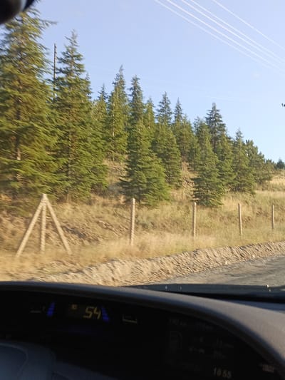 The image captures a scenic view from inside a vehicle, likely a car, looking out towards a wooded hillside. The foreground shows a portion of the car's dashboard with a digital display. The display shows the number "54" prominently, possibly indicating speed. Other smaller text and icons are also visible on the dashboard but are too blurry to decipher.
Beyond the dashboard, a fence made of wooden posts and wire runs horizontally across the frame, separating the road from a grassy, dry-looking field. The field is dotted with more wooden fence posts. Behind the field, a dense forest of evergreen trees dominates the landscape, stretching up a gentle slope. The trees are vibrantly green, suggesting a healthy growth. The sky above is a clear, pale blue, with a few faint white lines that could be power lines stretching across it. The lighting suggests it is daytime, likely late afternoon or early evening due to the warm tones of the grass and the angle of the sun. The overall impression is one of a peaceful drive through a natural, rural setting.