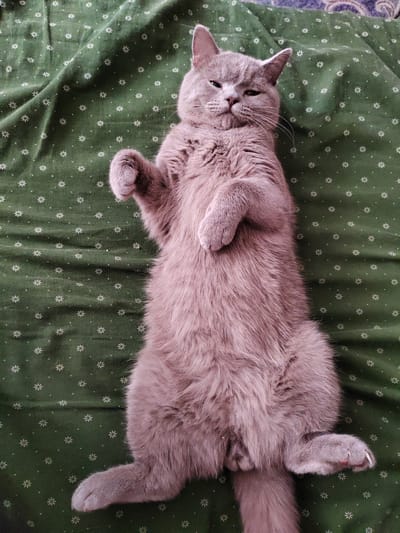 A British Shorthair cat is lying on its back on a green fabric with small white floral patterns. The cat has short, dense, grey fur and is positioned in the center of the frame. Its eyes are partially closed, and its head is tilted slightly to the left. Its front paws are bent and held close to its chest, while its hind legs are splayed outwards. The fabric is draped, creating folds and shadows. The image was taken from a top-down perspective. The location of this image in Nakhodka, Russia is unknown.