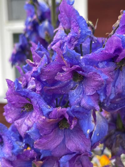 The image is a close-up, vertical, outdoor photograph of a cluster of purple and blue delphinium flowers. The flowers are wet, with visible water droplets on the petals, suggesting recent rain or dew. The background is softly blurred, with hints of a red building and a white window frame, possibly indicating a residential setting in Дресвяново, Russia. The focus is entirely on the intricate details of the delphinium blossoms, highlighting their textured surfaces and vibrant colors. No people or animals are present in the frame.
