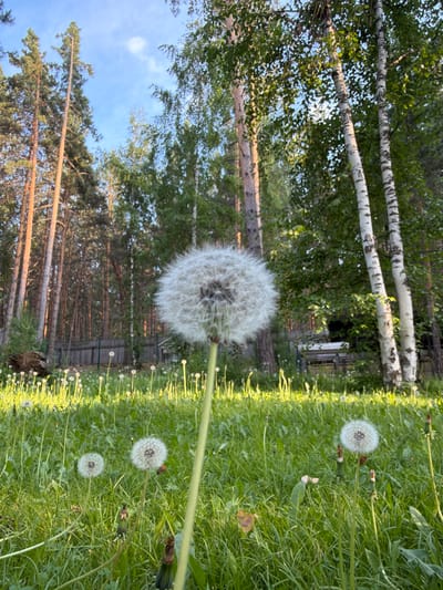 The image depicts a low-angle view of a field of dandelions in what appears to be a semi-rural or wooded area. The foreground is dominated by a large dandelion seed head, in focus, with several smaller dandelions scattered throughout the lush green grass. In the background, a dense forest of tall coniferous and deciduous trees, including birches with their distinctive white bark, forms a backdrop. A wooden fence and some unidentifiable structures are visible through the trees. The sky is blue with a few wispy clouds, and the lighting suggests it is either early morning or late afternoon, with sunlight illuminating the scene. The location is identified as Sukhaya, Russia. No people are present in the image.