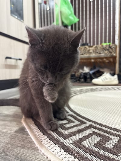 A gray kitten is curled up asleep on a patterned rug. The kitten is facing to the left, with its head tucked into its chest and its paws wrapped around its body. Its eyes are closed, and its breathing is shallow. The rug is made of woven fabric with a geometric pattern of brown and white interlocking shapes. The background of the image is blurred, but it appears to be an indoor setting. There are some objects visible in the background, including what looks like a shelf with shoes and some plastic bags. The overall impression is one of peacefulness and comfort.