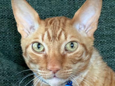 The media file is a close-up, head-on photograph of an orange tabby cat. The cat's face fills most of the frame, with its large, green eyes and prominent ears being the most striking features. Its fur has distinct tabby markings, particularly on its forehead and cheeks. The cat is wearing a blue collar with a tag. The background is a dark, textured surface, likely upholstery or carpet. The lighting appears to be artificial or from an overcast day, casting a soft, even light on the cat's face. The cat's expression is neutral, with its gaze directed forward, possibly at the camera. There is no visible text in the image. Given the location context of Simonikha, Russia, the scene is likely indoors.