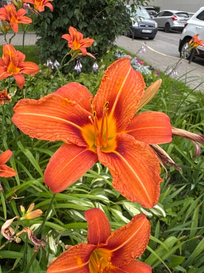 The image shows a close-up view of bright orange lilies in full bloom, set against a backdrop of lush green foliage. The flowers are the primary focus, with their delicate petals and vibrant colors. In the background, out of focus, are cars parked on an asphalt surface, suggesting an urban or suburban environment. A hint of a building facade is visible on the right. The overall scene is a blend of nature and the built environment, capturing the beauty of flowers in a public space. The location is identified as Канонерец Снт, Russia.