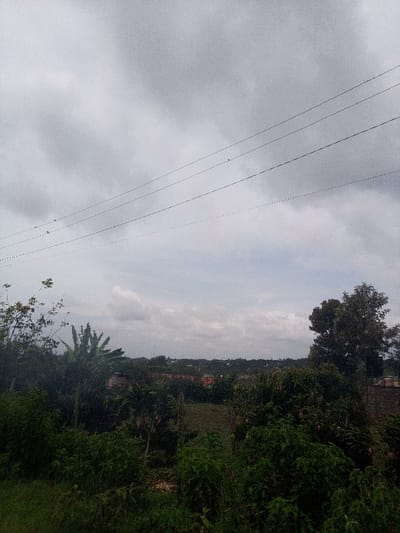 This image depicts an outdoor landscape within Nachu ward, Kenya, under a uniformly gray, heavily overcast sky. Four parallel utility wires traverse the upper third of the frame diagonally from upper left to mid-right, with at least four small avian subjects perched individually on the second and third lowest wires. The lower two-thirds of the scene are dominated by dense, varied green vegetation, including shrubs, bushes, and multiple trees. A distinct banana plant is visible in the mid-left foreground. A cleared patch of ground or cultivated field is observed in the mid-distance, partially bordered by additional foliage. In the far background, several structures featuring reddish rooftops are discernible on the horizon, indicating a distant settlement. No human subjects or their direct actions are visible.
