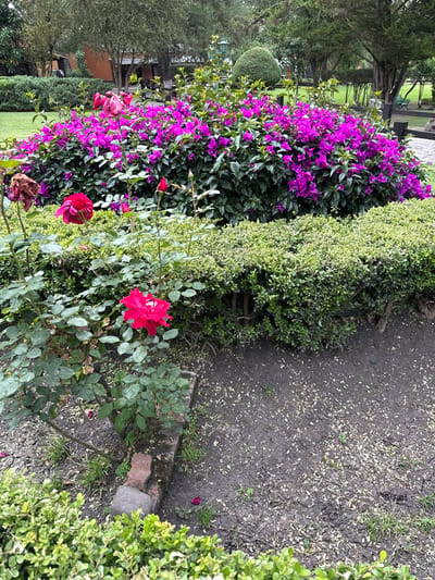 The image depicts a garden scene in Cañada de Madero, Mexico. A vibrant bougainvillea bush with purple flowers is prominently displayed, bordering a manicured green hedge. Red roses are scattered among the bougainvillea and along the ground. The soil is dark and covered with fallen leaves. A few trees are visible in the background and it appears to be a well-maintained area.