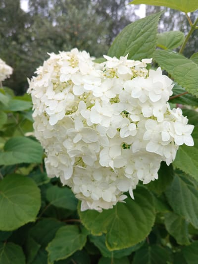 A close-up, eye-level shot focuses on a large cluster of white hydrangea flowers. The flowers are in full bloom, with many small, delicate petals forming a rounded shape. Some of the petals have tiny water droplets on them. The flowers are surrounded by lush green leaves, some of which are in focus while others are blurred in the background. The background consists of more foliage and a soft, out-of-focus blur of trees and possibly sky, suggesting an outdoor environment. The lighting appears natural, possibly overcast or dappled sunlight. The image was taken in Tatysh, Russia.