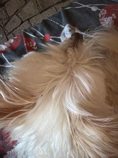 The image shows a close-up of a fluffy, light-colored dog's fur. The dog is lying on a patterned fabric, possibly a blanket or bedspread, which has dark gray, white, and red floral designs. In the upper left corner, a rough, textured surface resembling a stone wall is visible. The dog's snout and a small portion of its face, with a dark nose, are partially visible in the upper center of the image. The fur is long and appears soft. There is a small, dark, insect-like object on the dog's fur in the middle right of the image. The overall scene suggests a domestic setting, potentially a home. There is no information about the location in Timashevsk, Russia.