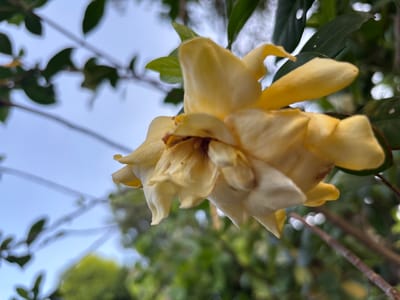 A close-up photograph features a fading yellow flower, potentially a gardenia, with browning edges on its petals, indicating it is past its peak bloom. The flower is set against a background of blurry green foliage, suggesting it is part of a bush or tree. In the upper left corner, there is a glimpse of a light blue sky partially obscured by leaves and what appear to be overhead wires. Given the user-provided location of Cutneuheun, Indonesia, it can be inferred that this photo was taken in a garden or natural setting within that city. No people or distinct objects are visible beyond the plant life and the sky.