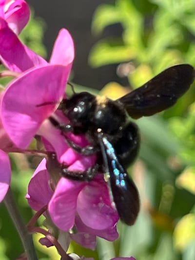 A close-up, eye-level shot captures a black carpenter bee feeding on a bright pink flower. The bee's body is shiny black, with iridescent blue patches on its wings. Its antennae are visible as it burrows into the flower's petals. The flower, which appears to be a sweet pea, has delicate, overlapping petals. The background is softly blurred, with hints of green foliage and yellow highlights, suggesting a sunny outdoor environment. The scene is devoid of any human presence or urban elements indicative of Novaya Adygeya, Russia.