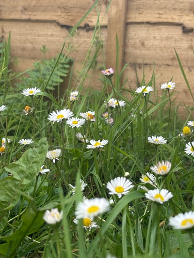 The image shows a close-up view of daisies growing in a grassy area in front of a wooden fence. The fence is made of planks and appears weathered. The daisies are white with yellow centers, and some have pinkish hues on their petals. Green grass and other foliage surround the flowers. The scene is outdoors, and the lighting suggests it is daytime. The image does not depict any people or specific actions. Based on the provided information, it is not possible to ascertain the specific location within the city of Oldham, United Kingdom, or any forensic details beyond what is visible in the photograph.