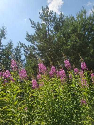 In Smorodinka, Russia, a low-angle shot captures a natural scene under a bright blue sky with scattered white clouds. In the foreground, a dense field of tall, vibrant green plants with long, pointed leaves is interspersed with clusters of upright spikes of bright pink flowers. The plants are densely packed, with individual flower spikes reaching upwards. Behind the flowering plants, a dense backdrop of tall, dark green coniferous trees forms a natural forest edge. The sunlight illuminates the scene, casting a slight glare in the upper left corner of the image.