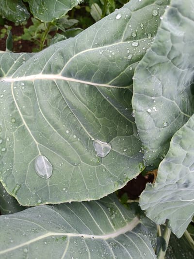 The image shows a close-up of large, green cabbage leaves covered in water droplets. The leaves have prominent veins and a slightly fuzzy texture. The background is out of focus, but appears to be a garden with soil and other greenery visible. The scene is illuminated by natural, diffused light, suggesting it might be overcast or early morning. The location is identified as Kyzyl Suu, Kyrgyzstan. There are no people or animals visible in the image.