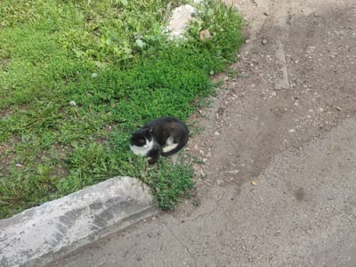 A black and white cat is sleeping on a patch of grass next to a concrete curb. The curb is weathered and appears to be damaged. The grass is green and somewhat overgrown, with a few dandelions visible. The ground next to the grass is a dirt and gravel surface. The scene is outdoors, with natural lighting. The image was taken in Salavat, Russia.