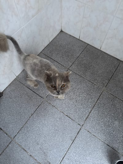 A gray and tan cat with short fur is standing on a tiled floor. The floor is made up of two different types of tiles: white tiles on the left side and gray tiles on the right side. The cat is positioned at the intersection of the two types of tiles. The image was taken in Druzhino, Russia.