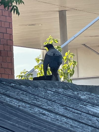 The image depicts a crow perched on a dark, textured object that appears to be a gutter or a similar architectural element. The crow is facing away from the viewer, its black plumage distinct against the bright, out-of-focus background. Behind the crow, lush green leaves of a tree are visible, catching the sunlight and appearing bright and vibrant. The background also includes elements of building structures, with a corrugated wall or ceiling and a tiled roof in the lower part of the frame. The overall lighting suggests it is daytime, with clear weather conditions allowing for bright illumination. The scene is captured from a slightly low angle, looking up towards the crow and the structures it is perched on. The context provided indicates the location is Jelgava, Latvia, though no specific landmarks are identifiable. There is no visible text in the image.
