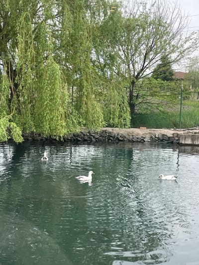The image depicts a body of water bordered by a stone and concrete embankment on the right. A weeping willow tree is prominently positioned on the left side of the image. Three white birds, likely ducks or swans, are visible on the surface of the water. The water appears slightly rippled. In the background, a fence and green vegetation can be seen. The scene is located in or around the city of Tulovo, Bulgaria.