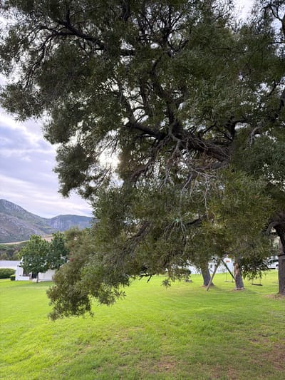The image captures a lush green landscape under a partially cloudy sky, with the branches of a large tree dominating the upper left of the frame. The tree's foliage filters the sunlight, creating patches of brightness. In the background, a mountain range is visible, partially obscured by the tree's branches and cloud cover. A house with a white roof is nestled among other trees and shrubbery in the lower part of the frame, set back from the open lawn. The scene suggests a park-like setting or a residential area with expansive lawns. Given the reference to the Overstrand Local Municipality, South Africa, this likely depicts a scenic location within that region. The picture appears to be taken on a day with ample light but with cloud cover, as indicated by the diffused sunlight and the nature of the clouds. The angle of the photograph suggests it was taken from ground level, looking slightly upward towards the tree and mountain range.