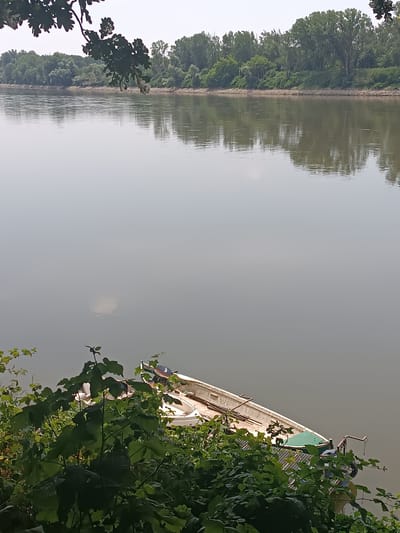 The image depicts a wide, calm river flowing through a natural landscape, likely in or near Casalmaggiore, Italy, given the mention of the city. The river dominates the scene, its surface reflecting the overcast sky and the dense green foliage of the opposite bank. The far bank is lined with a strip of small rocks, followed by a thick growth of trees, creating a natural barrier. In the foreground, lush green vegetation, including leafy branches and plants, encroaches on the riverbank. Partially obscured by this vegetation, a white boat with a green tarp and a small outboard motor is moored near the bank, suggesting a tranquil, perhaps rural, setting. The water appears still and reflects the soft, diffused light of a hazy day.