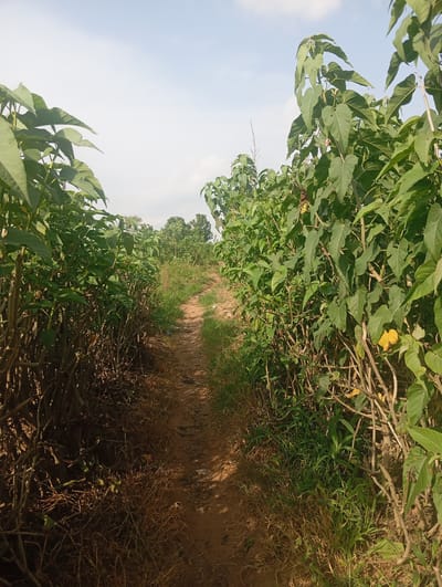 The image depicts a dirt path winding through a dense thicket of green leafy plants. The path is roughly in the center of the frame, leading away from the viewer into the distance. On either side of the path, the plants are tall and bushy, with large, heart-shaped leaves. The stems of these plants are visible, appearing woody and somewhat dry. The ground along the path is a reddish-brown earth, with patches of dry grass and some scattered debris. In the background, more trees and vegetation are visible under a pale blue sky with some wispy clouds. The scene appears to be a natural or semi-natural environment, likely in a rural or semi-rural setting. The image does not contain any people or specific identifiable landmarks that would pinpoint its exact location. Without further information, it is impossible to confirm if this scene is located in Gwagwa, Nigeria.