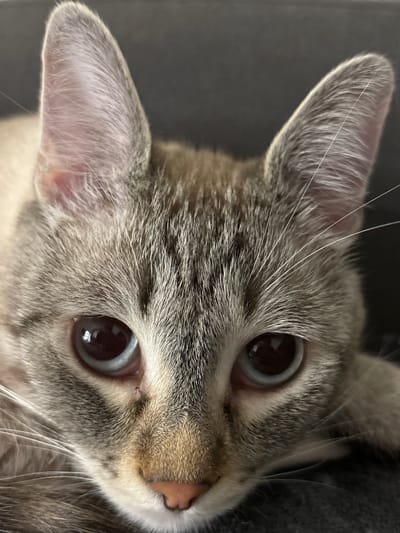 The image is a close-up, head-on shot of a cat. The cat's face fills the frame, with its ears, eyes, nose, and whiskers clearly visible. The cat has light-colored fur with darker tabby markings on its face and ears. Its eyes are large and have a light blue hue with dark pupils. The background is dark and out of focus, suggesting the cat is indoors. There is no indication of the cat's location in Кирпичного завода № 1, Russia.