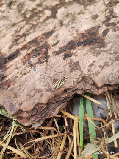 A close-up, high-angle shot depicts a small, striped insect on a weathered piece of wood. The wood's surface is rough and textured with dark brown and light brown patterns. Below the wood, dry, yellow grass and green blades of grass are visible. The environment appears to be outdoors, likely in a natural setting within Konovalovo, Russia. The lighting suggests it is daytime. The timestamp "07.07.2026 16:49" is present in the lower right corner.