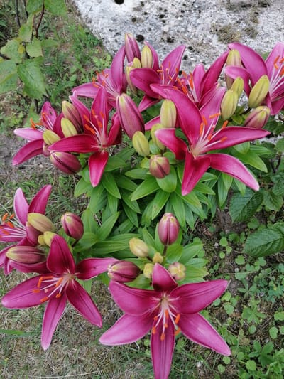 This media file features a close-up, top-down view of several vibrant pink lilies in bloom, accompanied by numerous buds in various stages of development. The lilies are the primary subjects, showcasing their distinctive star-shaped petals with deep pink hues and prominent orange stamens tipped with pollen. Some flowers are fully open, while others are partially bloomed, revealing their intricate inner structures. The buds are a lighter green and pink, with some showing hints of the petal color.
The lilies are set against a natural backdrop of lush green foliage, typical of a garden setting. The ground is covered with grass, some of which appears dry and sparse, interspersed with darker soil and smaller green plants. In the upper right portion of the image, a rough, greyish-white stone or concrete surface is visible, textured with moss and debris, suggesting an outdoor location.
The lighting suggests it is daytime, with no harsh shadows indicating it could be overcast or the sun is not directly overhead. The overall impression is one of natural beauty and growth, with the vibrant colors of the lilies providing a focal point. There is no visible text in the image. The scene is tranquil and showcases the delicate yet striking beauty of these flowers in a natural outdoor environment. The location context is Stropi, Latvia.