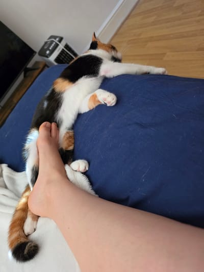A calico cat is lying on a navy blue surface, possibly a bed or cushion. A human foot rests on the cat's back. The cat is stretching its front paws upwards. The setting appears to be indoors, with a wall and other furniture visible in the background. The exact location within Birmingham, United Kingdom, cannot be determined from the image alone.